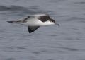 Buller's Shearwater